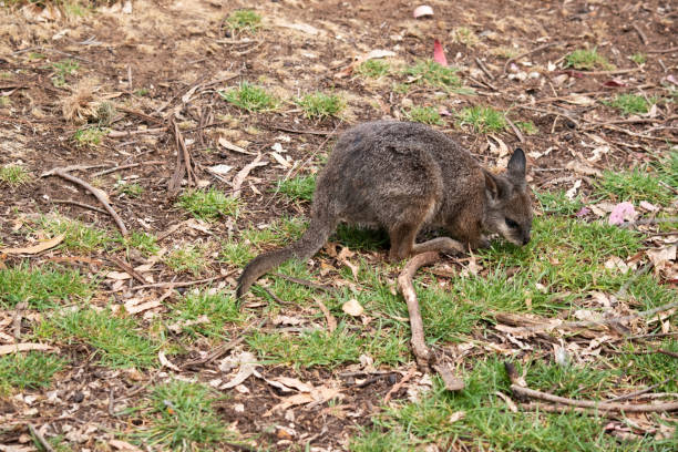 istock this is a side view of a tammar wallaby 2167082629