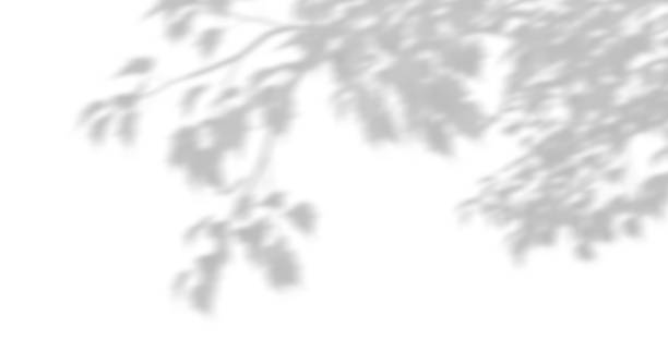 Movement realistic shadow leaves sunshade isolated on white backgrounds 3d rendering