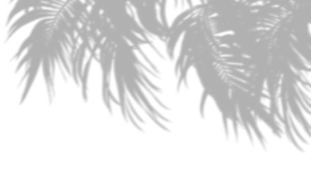 istock Shadow palm leaves blow move on white backgrounds 3d rendering 2167085114