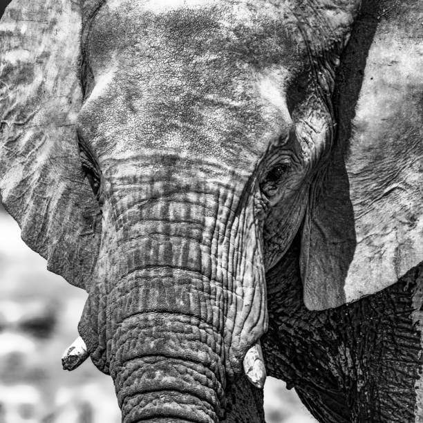 istock Elephant Closeup in Black and White 2167086872