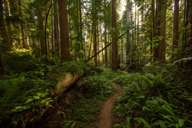 istock Small Trail Parallels A Nursery Tree In Redwood 2167086902