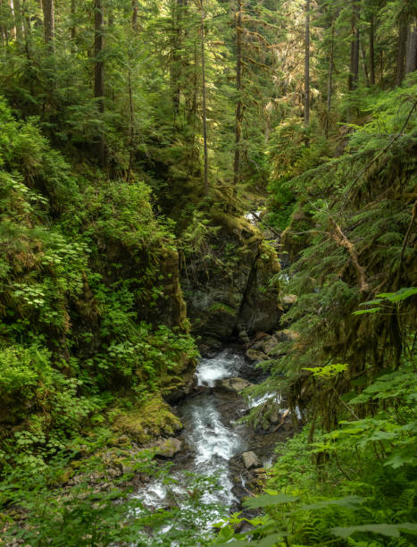istock Sol Duc River Rushes Through Canyon Dripping In Green Vegitation 2167086971