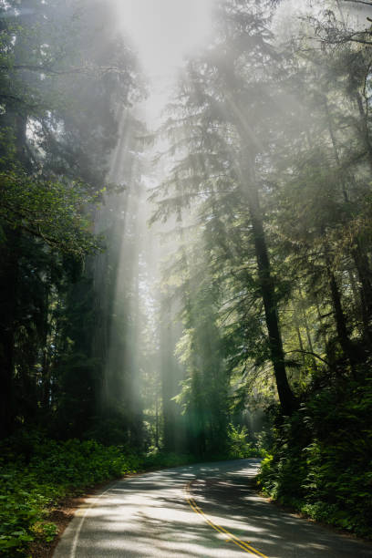 istock Sun Bursts Into Rays Of Light Over Curve Through Redwood 2167087046