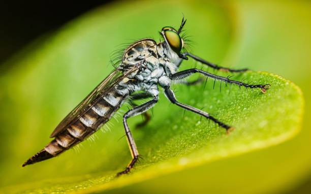 Robber fly on green leaf and natural background.