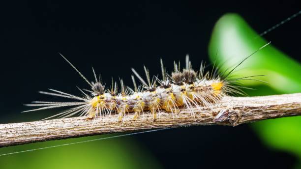 istock Moth caterpillar walking on tree branch and nature background. 2167087176
