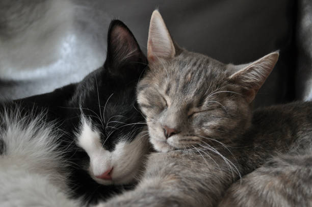 two cats from the same litter are sleeping together.