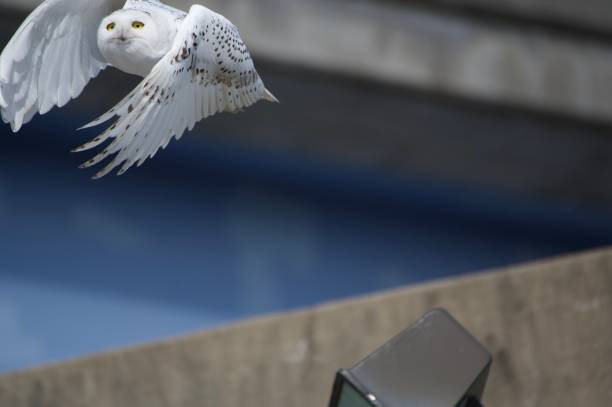 A snowy owl takes off from the top of a lamppost in a bustling downtown setting of the Midwest.