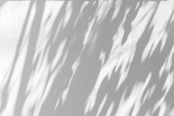 istock Shadow of tree leaves sway in the wind on white wall background 2167092980