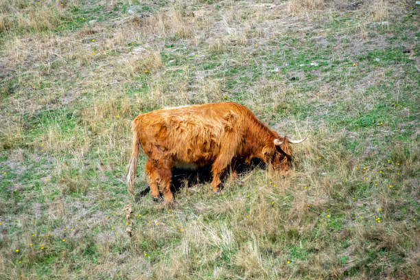 Highland Cattle in Deer Park Heights - Queenstown - New Zealand
