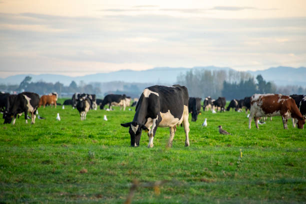 istock Cattle Pasture in Canterbury Region 2167093670