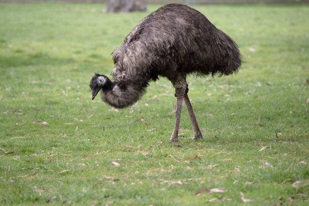 istock this us a side view of an emu 2167093709