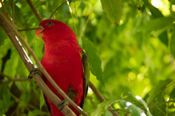 istock the chattering lory  is perched on a branch 2167093796