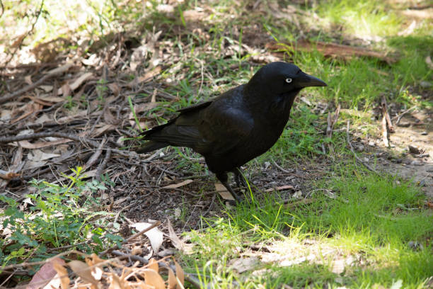 istock this us a side view of a raven 2167093913