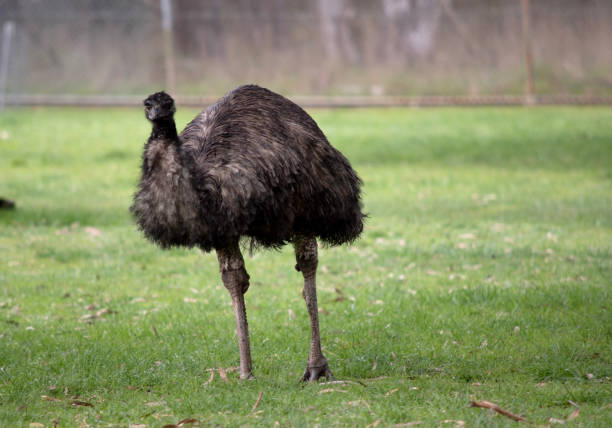 Emus are covered in primitive feathers that are dusky brown to grey-brown with black tips. The Emu's neck is bluish black and mostly free of feathers.