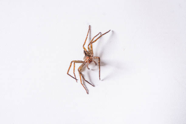 istock Orb-weaver spider isolated on white (Araneus ventricosus) 2167094353