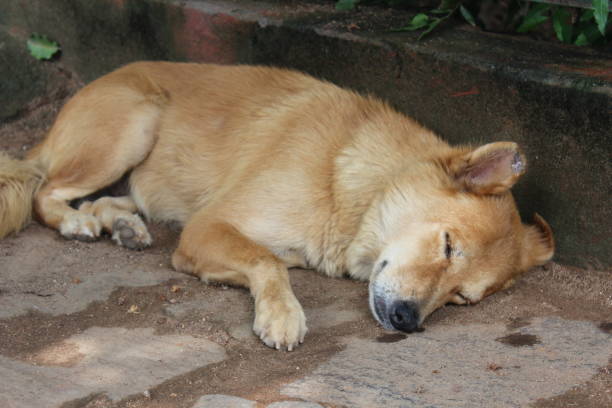 istock A picture of sleeping dog 2167094847