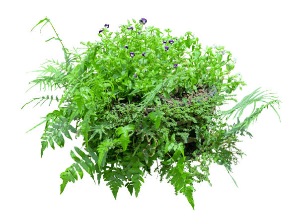 istock Tropical plant bush shrub white flower green tree isolated on white background. This has clipping path. 2167096482