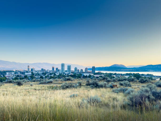 istock Dear in field with cityscape in the background 2167096703