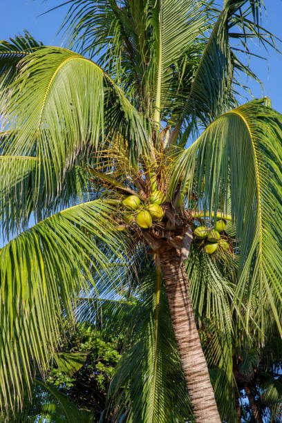 istock Tropical Beach Sand And Palm Trees Abstract Background 2167097169