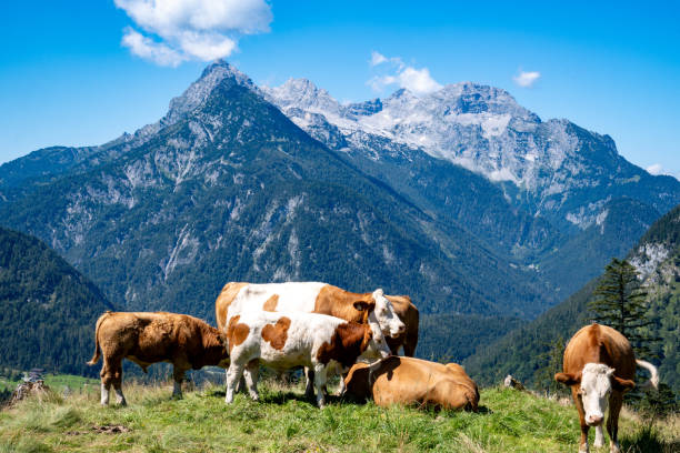 A group of cows in front of the Reiter Alm mountain range (also Reiter Alpe), a table mountain range between Berchtesgaden and the Salzburger Saalachtal (Salzburg, Austria) in the Eastern Alps