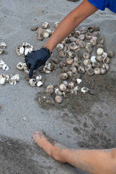 istock Biologist counting turtle eggs on the beach after hatching 2167099514