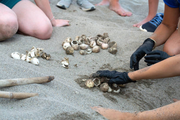 istock Volunteers collecting empty sea turtle eggshells on the beach 2167099621