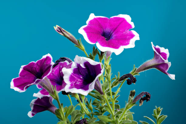 istock Blooming purple Petunia on a blue background 2167102587