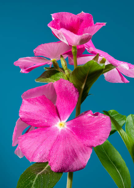 istock Blooming pink Catharanthus on a blue background 2167102614