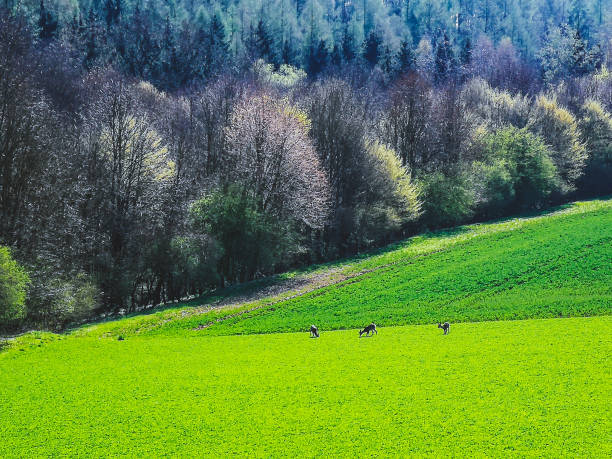 Jena, Germany - Plants and beautiful scenery outdoors in the countryside