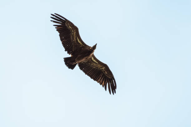 istock Eurasion Griffon Vulture in flight 2167105518