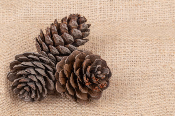 istock natural dry pine cones on burlap background with copy space 2167108527