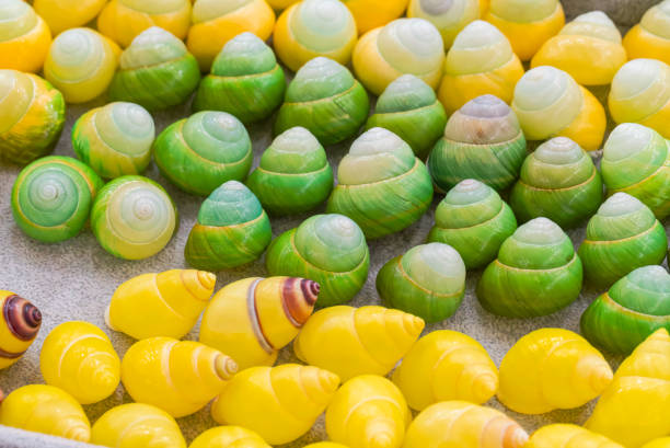 Cepaea nemoralis snails live in the wild