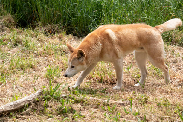 istock the golden dingo is Australia's native wild dog 2167110043