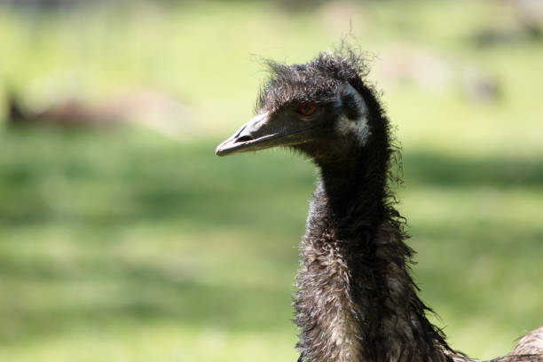 istock this is a side view of an emu 2167110562