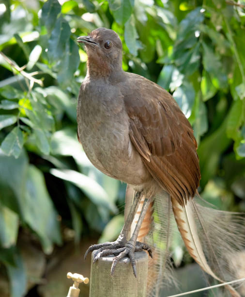 istock the lyre bird has a long tail 2167110628
