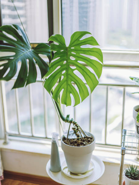 Variegated Monstera in balcony