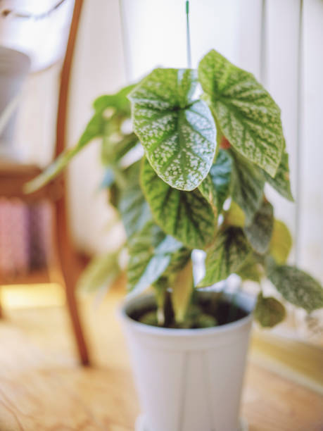 istock beautiful houseplant 2167111102
