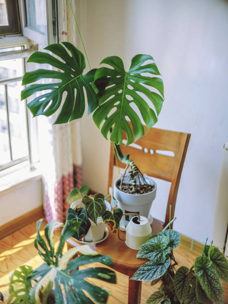istock Variegated Monstera in balcony 2167111132