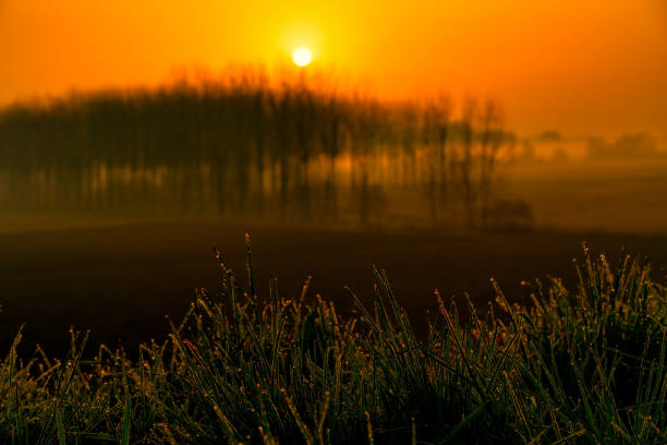 Morning dew with a rural landscape in the background and grass in the foreground