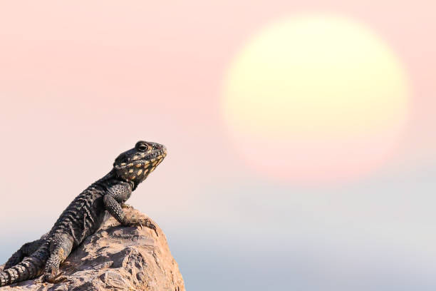 Side profile of Calotes versicolor or Oriental Garden Lizard lying flat on a stone, showing the full length and tail in daylight.