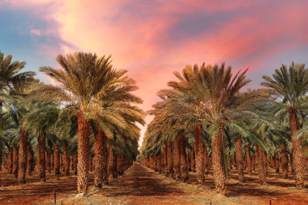 Date palm trees plantation at sunset