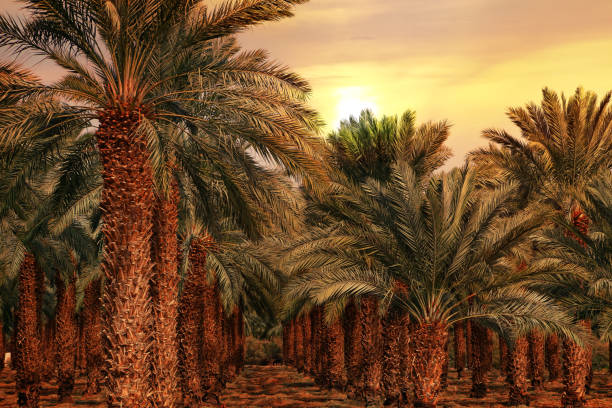 istock Date palm trees plantation at sunset 2167111394