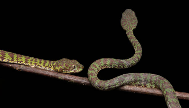 istock Beautiful pit viper, venomous snake, isolated macro 2167111549