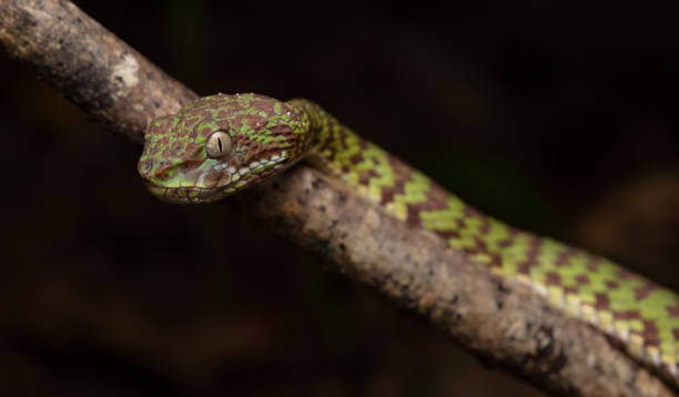 istock Beautiful pit viper, venomous snake, isolated macro 2167111561