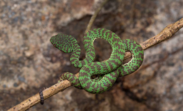 istock Beautiful pit viper, venomous snake, isolated macro 2167111564