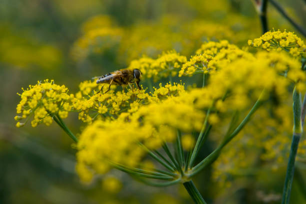Hoverfly family Syrphidae pollinating a Fennel Foeniculum vulgare flower close-up nature shot.