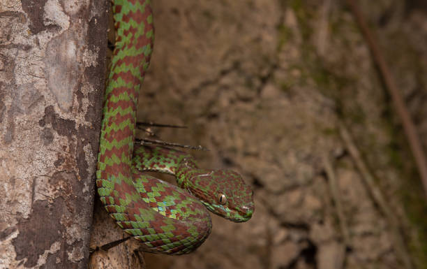 Beautiful pit viper, venomous snake, isolated macro