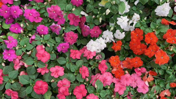 istock Colorful flowers beautiful 2167111721