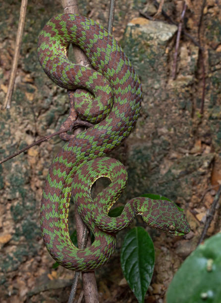 istock Beautiful pit viper, venomous snake, isolated macro 2167111774
