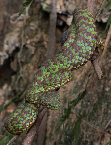 istock Beautiful pit viper, venomous snake, isolated macro 2167111790